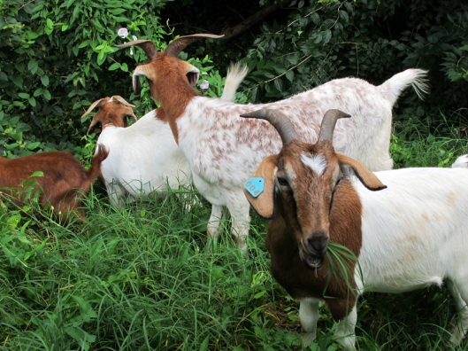 Maryland-based company Eco-Goats brought over some hungry goats to take care of the tenacious ivy choking trees at Washington's Congressional Cemetery. Photo by Linda Davidson/the Washington Post.